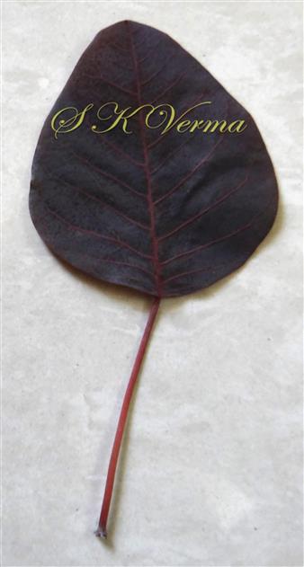  Leaf(Adaxial view)